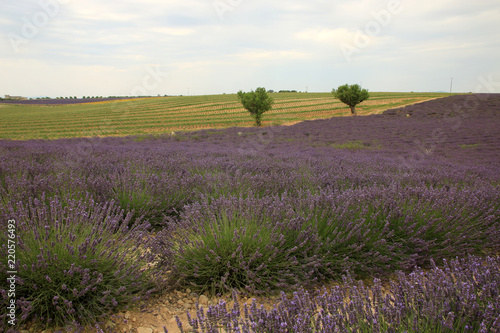 Fototapeta Naklejka Na Ścianę i Meble -  Lavendel in der Provence