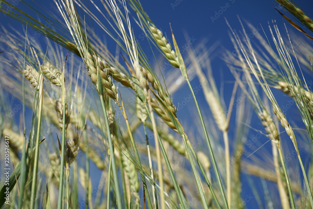 Fototapeta premium Barley field in summer