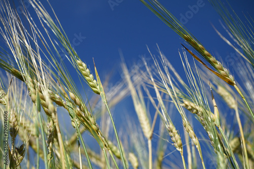 Unripe barley field.