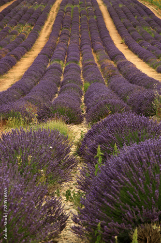 Fototapeta Naklejka Na Ścianę i Meble -  Lavendel in der Provence