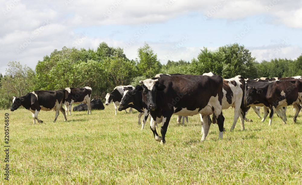 pastures of a cow