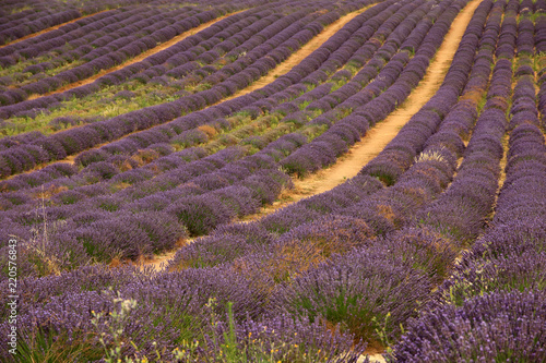Fototapeta Naklejka Na Ścianę i Meble -  Lavendel in der Provence