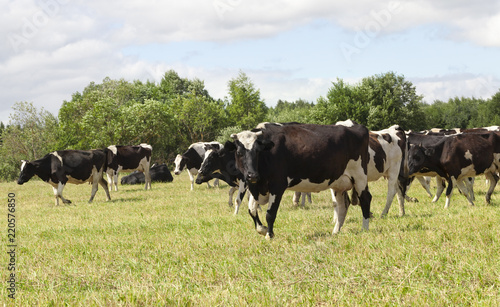 Wallpaper Mural pastures of a cow Torontodigital.ca