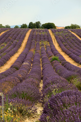 Fototapeta Naklejka Na Ścianę i Meble -  Lavendel in der Provence
