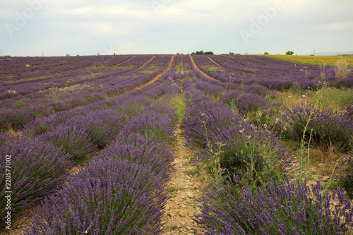 Fototapeta Naklejka Na Ścianę i Meble -  Lavendel in der Provence