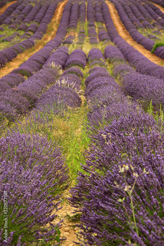 Fototapeta Naklejka Na Ścianę i Meble -  Lavendel in der Provence