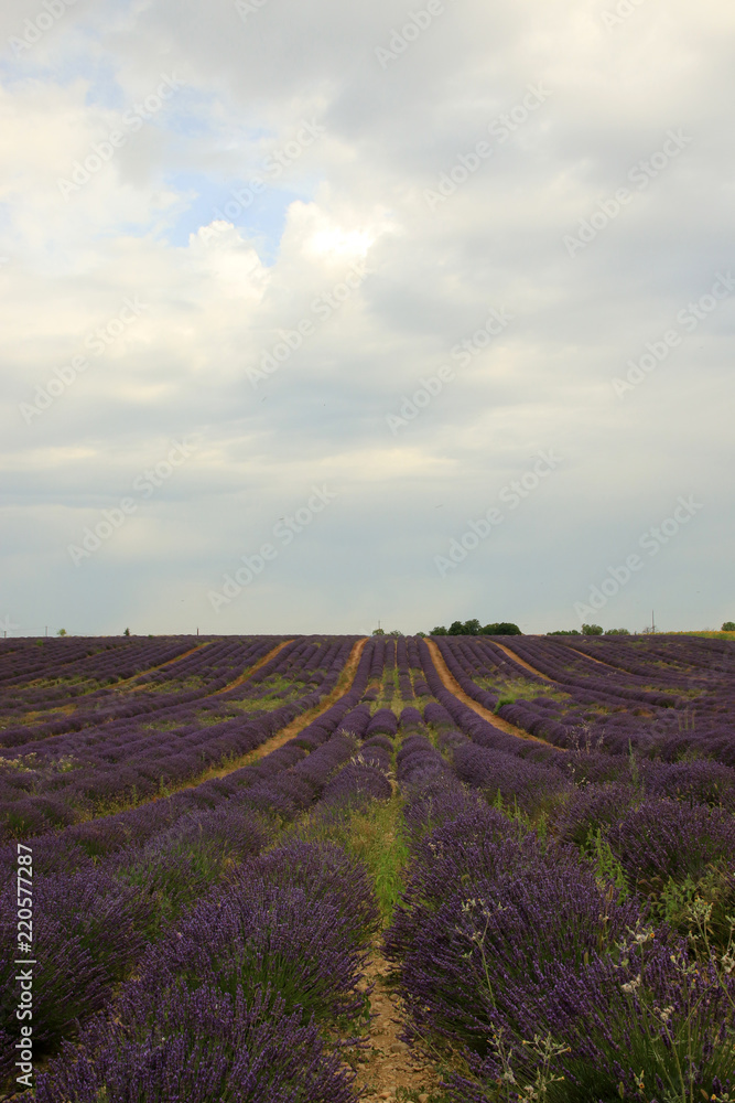 Lavendel in der Provence Lavendel in der Provence