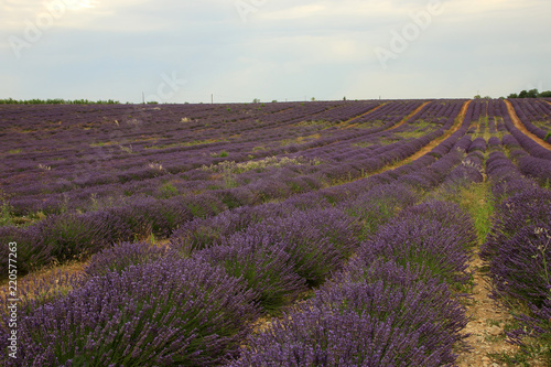 Lavendel in der Provence © Eileen Kumpf