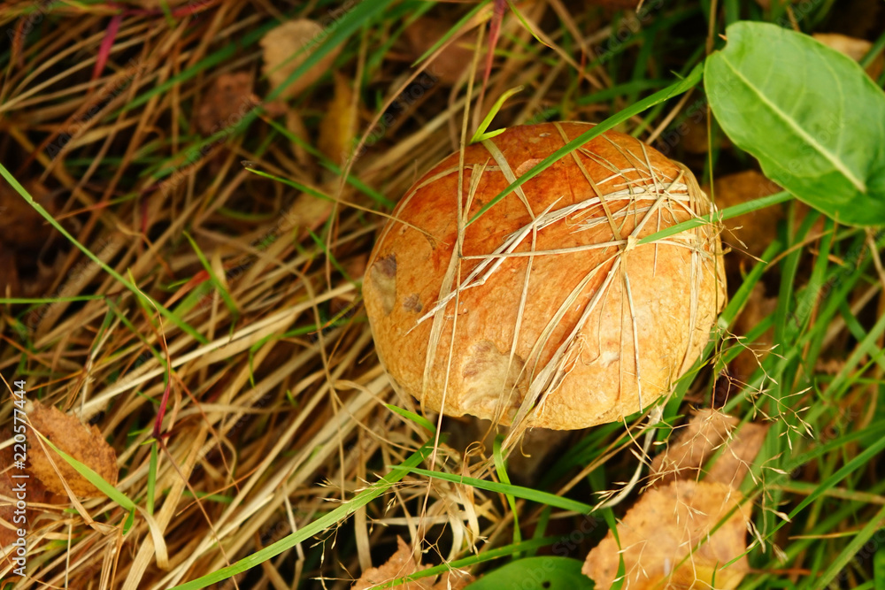 Mashroom in forest Mashroom in forest