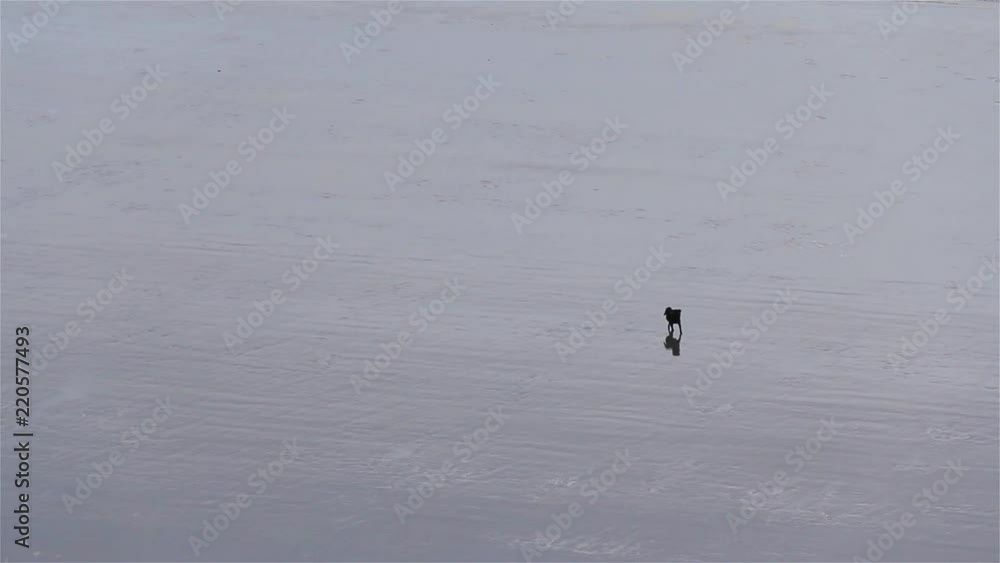 Dog and Man Walking On the Beach From Afar. Fast Motion Shot. Dog and Man Walking On the Beach From Afar. Fast Motion Shot.