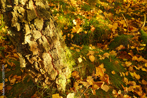 Birch trunk in autumn forest.