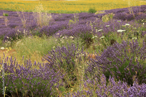 Fototapeta Naklejka Na Ścianę i Meble -  Lavendel in der Provence
