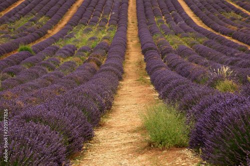 Fototapeta Naklejka Na Ścianę i Meble -  Lavendel in der Provence