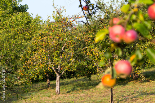 Streuobstäpfel / Streuobst-Wiese im Herbst / Apfelbäume