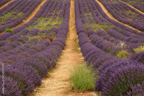 Fototapeta Naklejka Na Ścianę i Meble -  Lavendel in der Provence