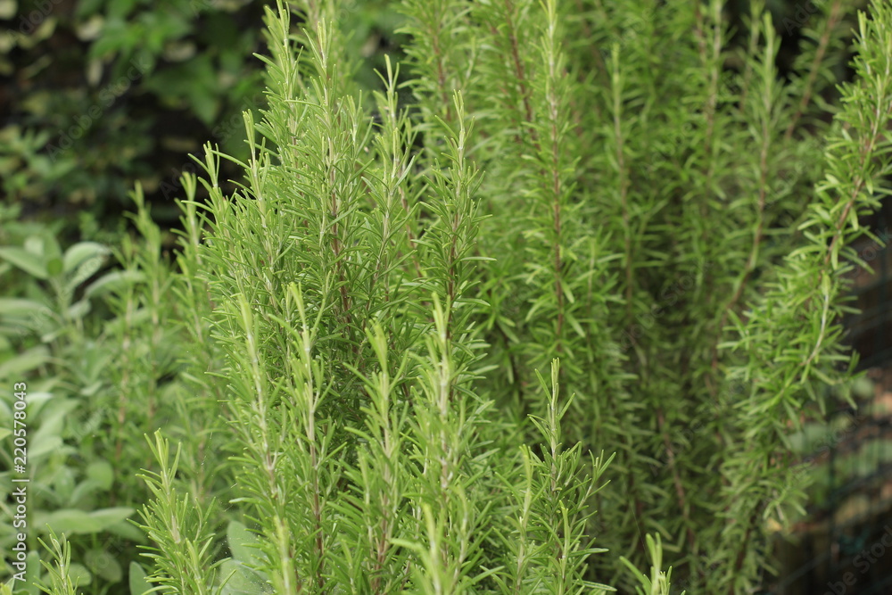 Portrait of a big plant of rosemary. Concept: Nature, food, bio Portrait of a big plant of rosemary. Concept: Nature, food, bio