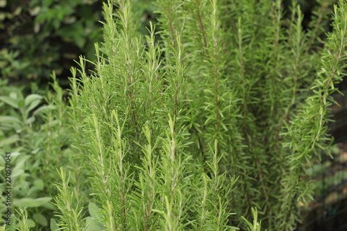 Portrait of a big plant of rosemary. Concept: Nature, food, bio