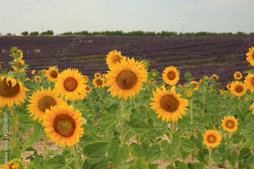 Fototapeta Naklejka Na Ścianę i Meble -  Lavendelfeld in der Provence