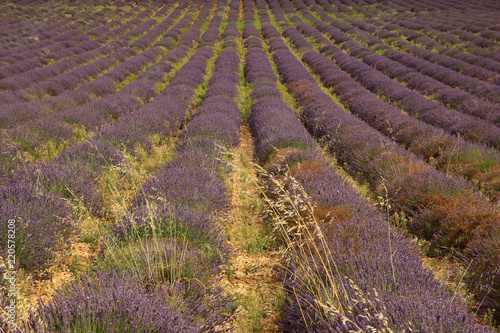 Fototapeta Naklejka Na Ścianę i Meble -  Lavendel in der Provence