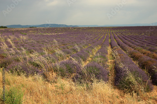 Fototapeta Naklejka Na Ścianę i Meble -  Lavendel in der Provence