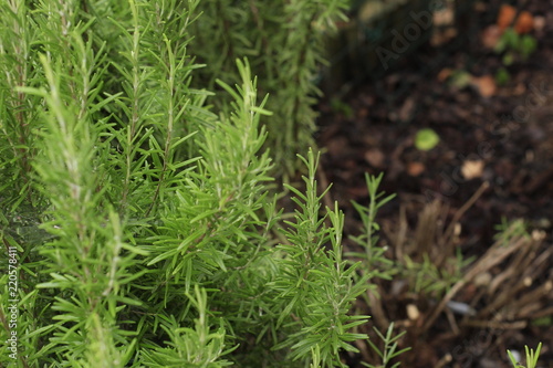 Portrait of a big plant of rosemary. Concept: Nature, food, bio