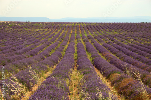 Fototapeta Naklejka Na Ścianę i Meble -  Lavendelfelde in der Provence