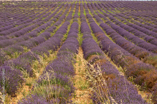 Fototapeta Naklejka Na Ścianę i Meble -  Lavendelfelde in der Provence