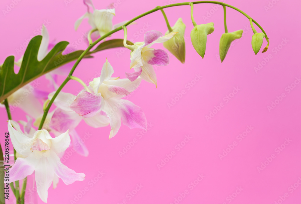 Pink orchid flower on a purple background