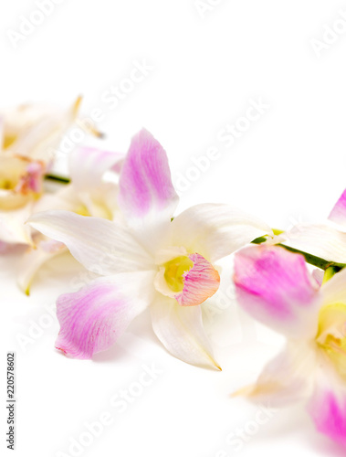 Pink orchid flower on a white background