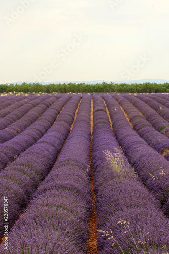 Fototapeta Naklejka Na Ścianę i Meble -  Lavendelfelde in der Provence