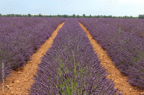 Fototapeta Naklejka Na Ścianę i Meble -  Lavendelfelde in der Provence