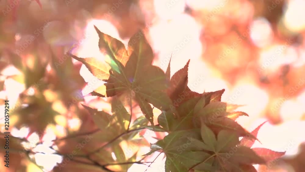 An abstract backlit view of autumn leaves blowing in the breeze. An abstract backlit view of autumn leaves blowing in the breeze.