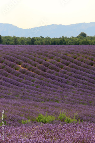 Fototapeta Naklejka Na Ścianę i Meble -  Lavendelfelde in der Provence