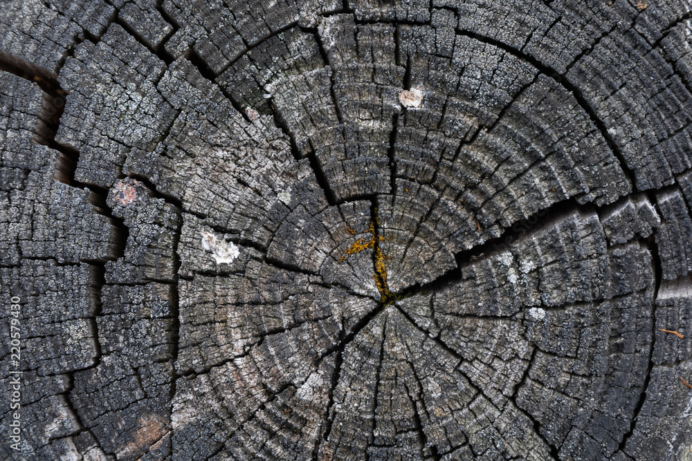 Fototapeta premium sawn wood slit Birch tree texture background