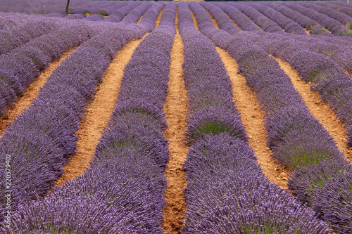 Fototapeta Naklejka Na Ścianę i Meble -  Lavendelfelde in der Provence