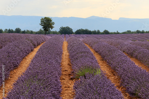 Fototapeta Naklejka Na Ścianę i Meble -  Lavendelfelde in der Provence