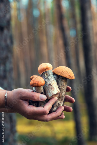 hands hold the mushrooms collected in the forest. raw, delicious, mushroom Boletus