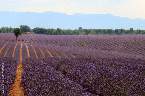 Fototapeta Naklejka Na Ścianę i Meble -  Lavendelfelde in der Provence