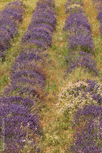 Fototapeta Naklejka Na Ścianę i Meble -  Lavendelfelde in der Provence