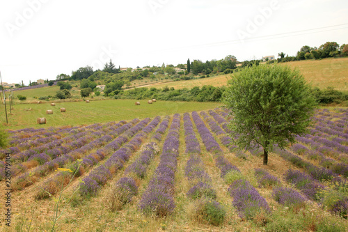Fototapeta Naklejka Na Ścianę i Meble -  Lavendelfelde in der Provence