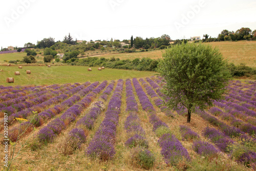 Fototapeta Naklejka Na Ścianę i Meble -  Lavendelfelde in der Provence