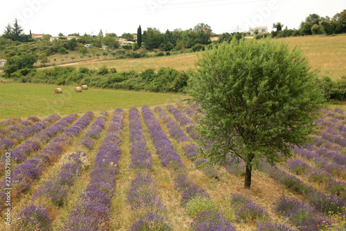 Fototapeta Naklejka Na Ścianę i Meble -  Lavendelfelde in der Provence