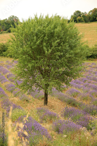 Fototapeta Naklejka Na Ścianę i Meble -  Lavendelfelder