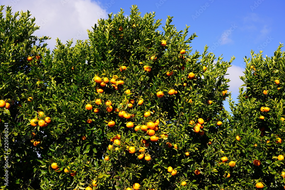 Orchard grove of mandarin trees with bright citrus fruit growing on trees against a blue sky Orchard grove of mandarin trees with bright citrus fruit growing on trees against a blue sky