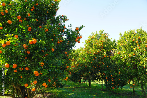 Εκτύπωση καμβά Orchard grove of mandarin trees with bright citrus fruit growing on trees agains