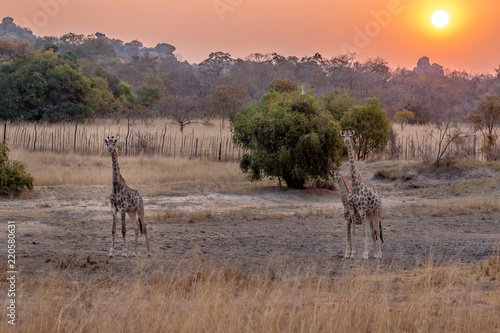 Fototapeta Naklejka Na Ścianę i Meble -  Group of giraffes at sunset,, Matopos national park, Zimbabwe