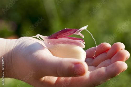 child holds garlic