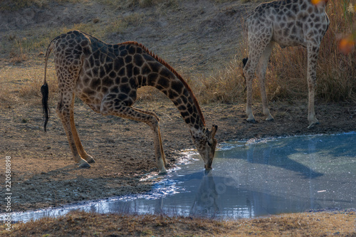 Giraffe bending foward to drink water, Matopos, Zimbabwe