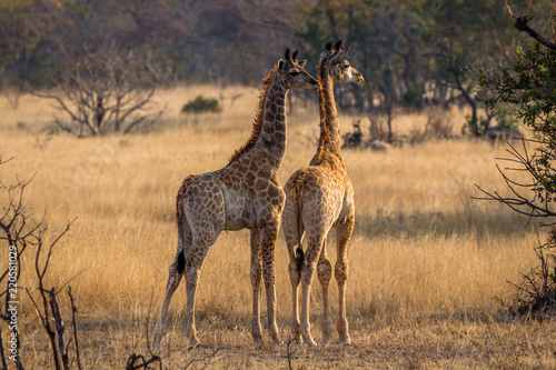 Fototapeta Naklejka Na Ścianę i Meble -  Two very young giraffes waiting for the adults to give the all clear, Matopos, Zimbabwe