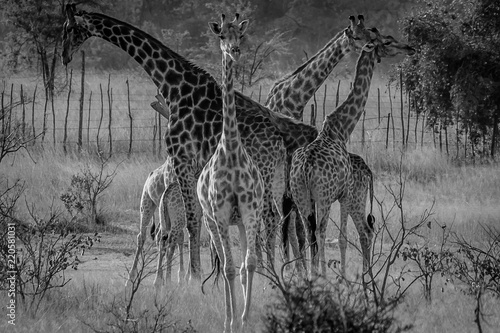 Family of giraffes going to feed  Matopos  Zimbabwe